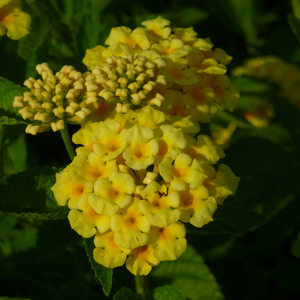 Chapel Hill Yellow Lantana, Lantana 'Chapel Hill Yellow'